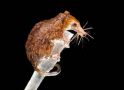 史上最小的哺乳动物：Batodonoides vanhouteni