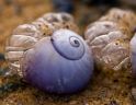 紫色海蜗牛