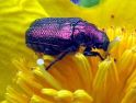 紫色甲壳虫