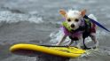 狗狗冲浪比赛
